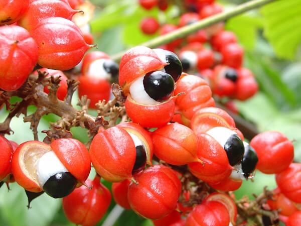 Guarana: une p&eacute;pite &eacute;nergisante !